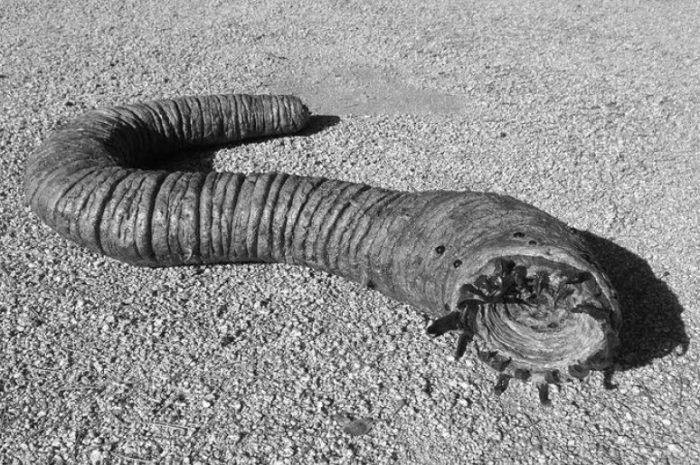 Олгой-хорхой – загадочное существо пустыни Гоби